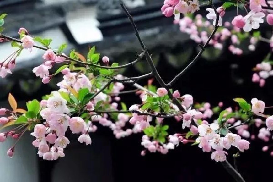 时光荏苒，蹉跎了谁的年华